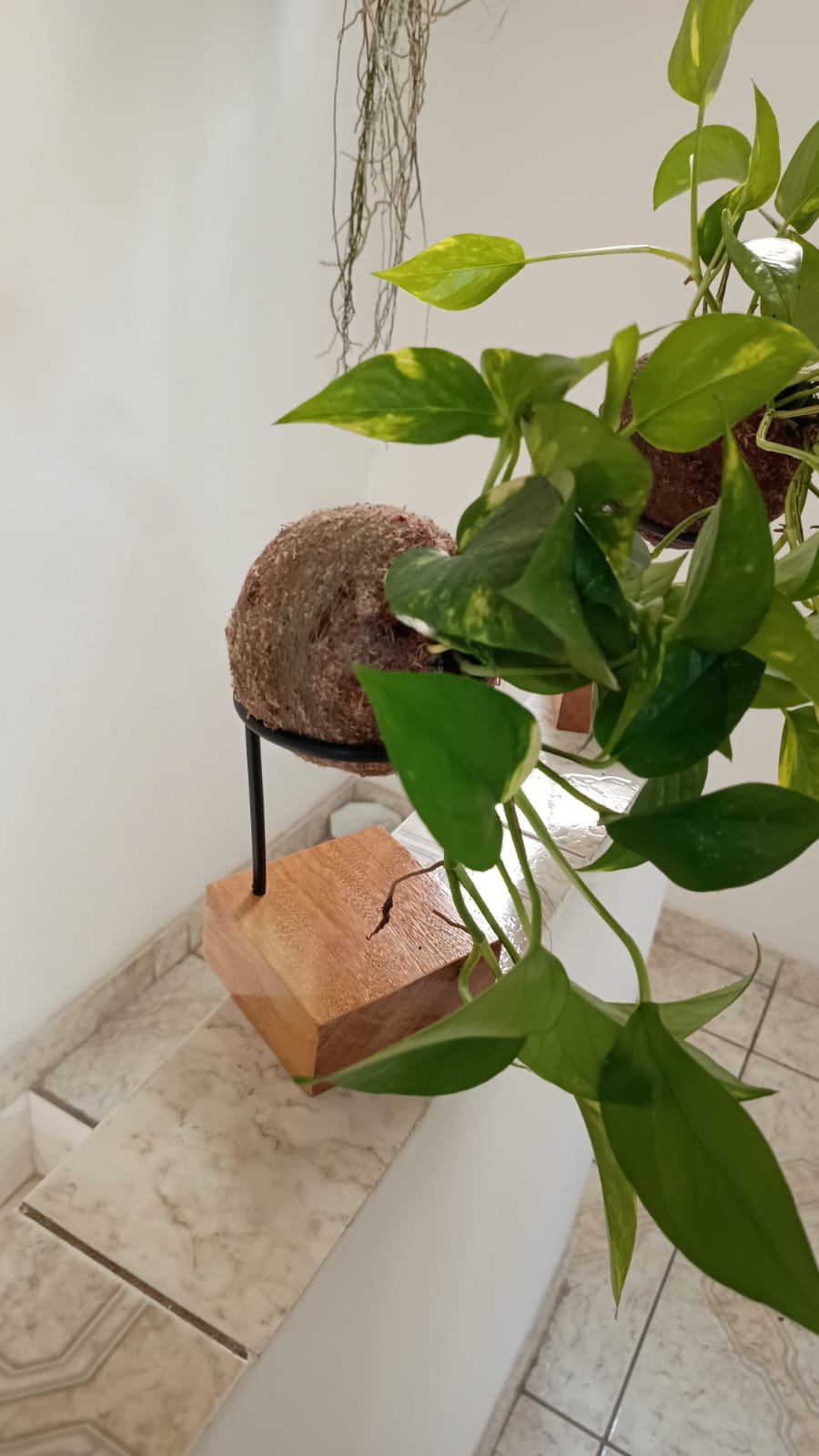 Kokedama de jiboia em suporte de ferro com base de madeira