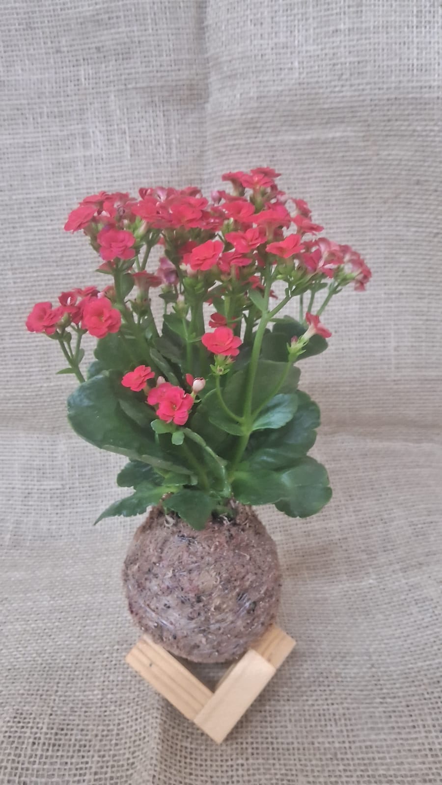 Kokedama de kalanchoe com flores vermelhas