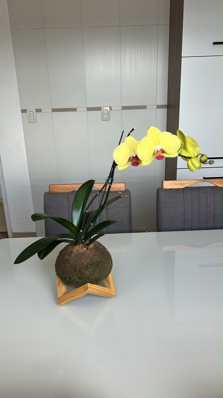 Kokedama de orquídea amarela sobre suporte de madeira, em uma mesa de jantar