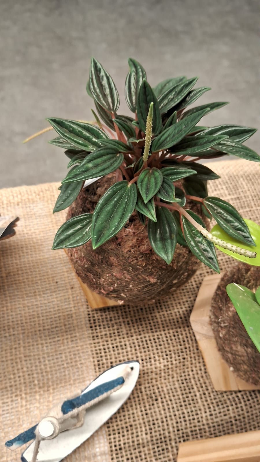Detalhe de uma kokedama: esfera de musgo com uma peperômia de folhas texturizadas
